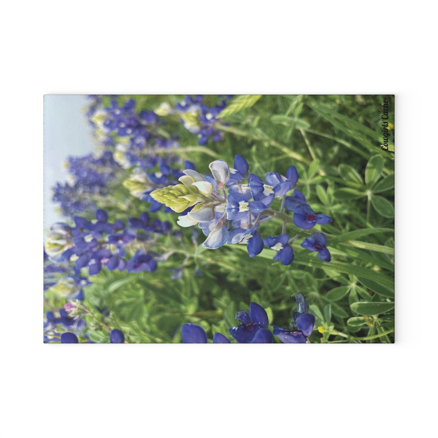 Texas Bluebonnet's, Glass Cutting Board